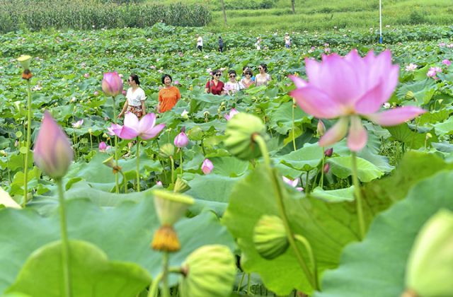 圖2  廣興鎮(zhèn)橋角村的荷花吸引游客。張啟富 攝.jpg