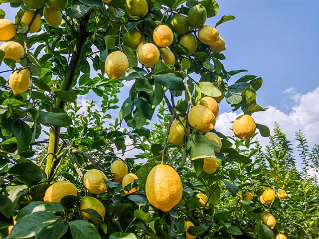 圖1  安岳檸檬。中共安岳縣委宣傳部供圖.jpg