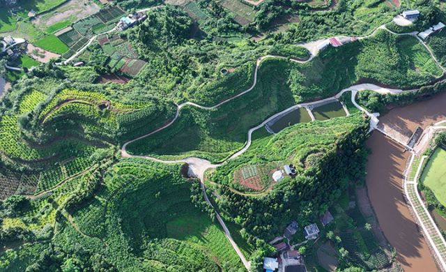 圖1  7月2日，內(nèi)江市東興區(qū)石子鎮(zhèn)桂溪社區(qū)，當(dāng)?shù)鼐用裨谔覉@聚綠色食品種植園采收黃桃（無(wú)人機(jī)照片）。.JPG