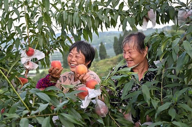 圖2  當(dāng)?shù)鼐用裨谔覉@聚綠色食品種植園采收黃桃.JPG