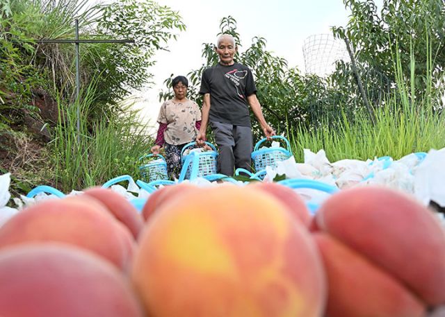 圖4  當(dāng)?shù)鼐用裨谔覉@聚綠色食品種植園轉(zhuǎn)運(yùn)黃桃.JPG