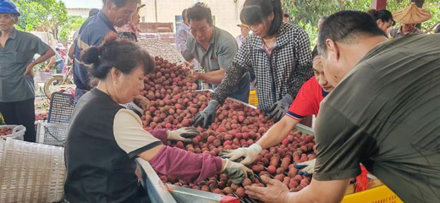 圖1  近日，在漳浦縣舊鎮(zhèn)鎮(zhèn)后垅村收購點，農戶們把荔枝運來銷售。新華社記者 郭圻 攝.jpg