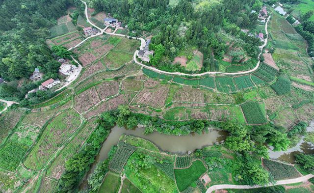 圖1  7月7日，內(nèi)江市東興區(qū)石子鎮(zhèn)太和村，當?shù)卮迕駬屪r節(jié)采收川穹（無人機照片）。.jpg
