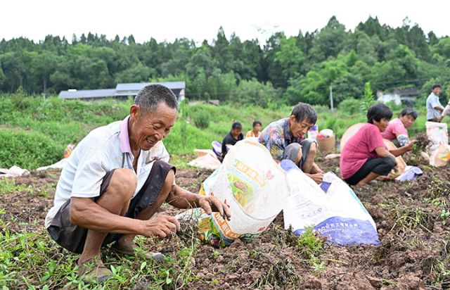 圖2  當?shù)卮迕駬屪r節(jié)采收川穹.jpg