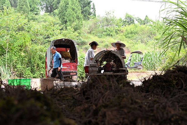 圖3  當?shù)卮迕裼脵C械為新采收的川穹分揀、去雜。.jpg