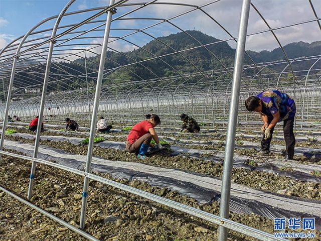 圖3  村民在蔬菜大棚育苗。新華網(wǎng)發(fā) 拷貝.jpg