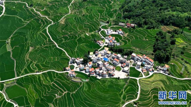 圖5  俯瞰廣西南丹縣芒場(chǎng)鎮(zhèn)巴平梯田巨幅稻田畫。高東風(fēng) 攝 拷貝.jpg