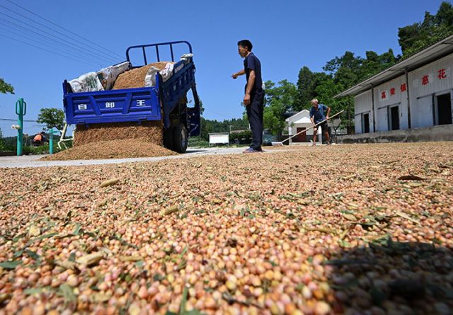 圖3  8月1日，四川省內(nèi)江市東興區(qū)高梁鎮(zhèn)慈花村，村民趁著晴好天氣晾曬高粱。.jpg