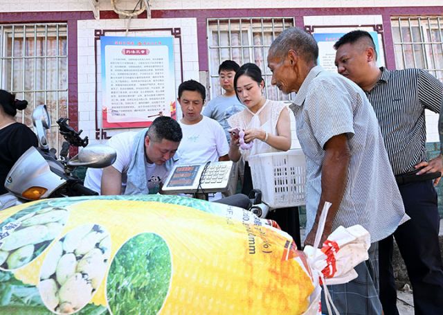 圖4  8月1日，四川省內(nèi)江市東興區(qū)高梁鎮(zhèn)慈花村，村民在家門(mén)口銷售訂單高粱。.jpg