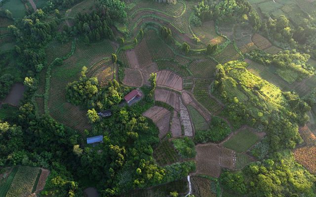 圖1  8月3日，四川省內(nèi)江市東興區(qū)順河鎮(zhèn)觀音洞村，昔日的撂荒地如今在朝陽(yáng)的映照下變成了美麗的田園“豐”景圖（無(wú)人機(jī)照片）。.jpg