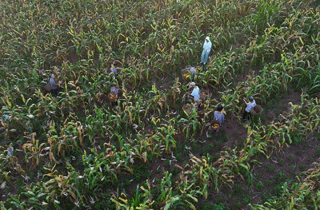 圖2  村民迎著朝陽(yáng)采收玉米（無(wú)人機(jī)照片）.jpg