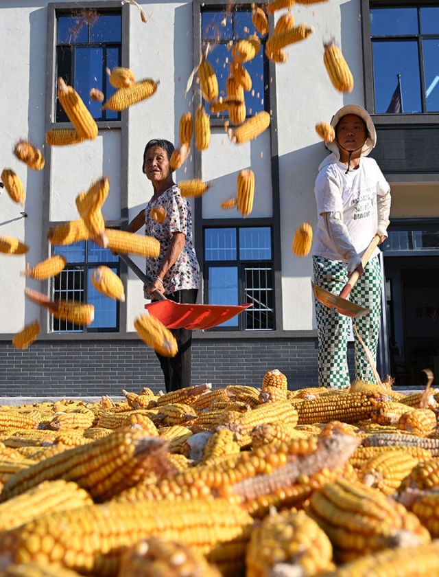 圖3  村民搶抓晴好天氣晾曬玉米.jpg