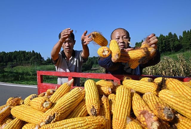 圖4  8月3日，四川省內(nèi)江市東興區(qū)順河鎮(zhèn)回龍灣村，村民正在將玉米裝車轉(zhuǎn)運(yùn)。.jpg