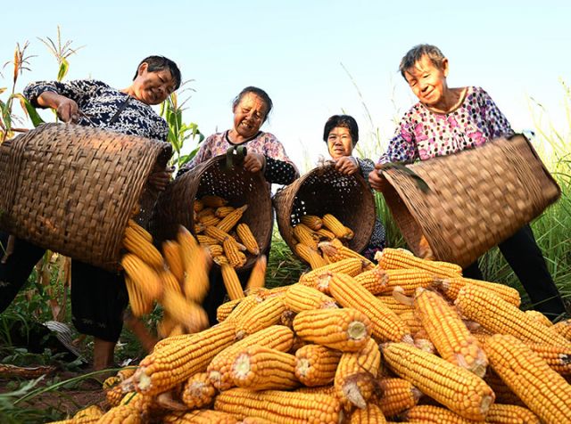 圖5  8月3日，四川省內(nèi)江市東興區(qū)順河鎮(zhèn)觀音洞村，村民迎著朝陽(yáng)采收玉米。.jpg