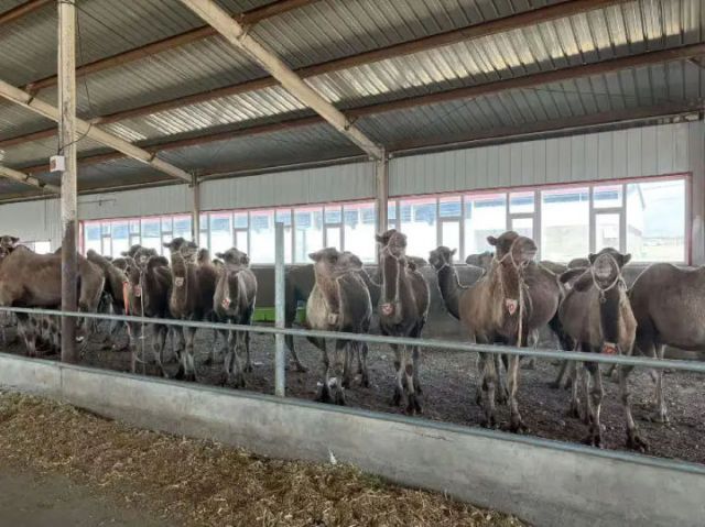 圖1  駱駝養(yǎng)殖區(qū)（范欣雨 攝）.jpg