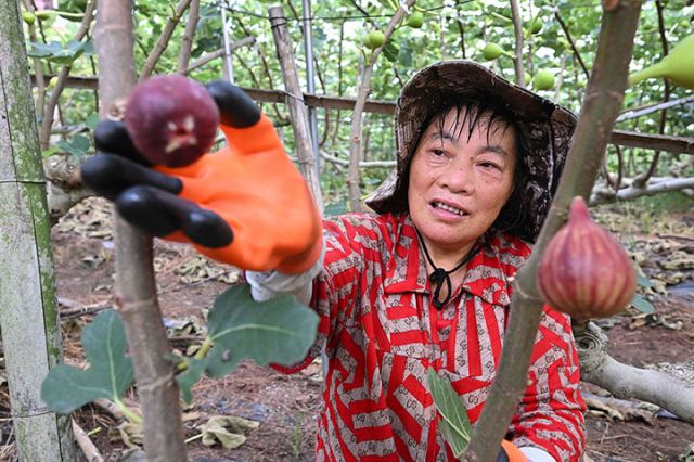 圖1  8月5日，四川省內(nèi)江市東興區(qū)石子鎮(zhèn)太和村無花果種植基地，果農(nóng)忙著采收無花果，訂單銷往重慶市場。.jpg
