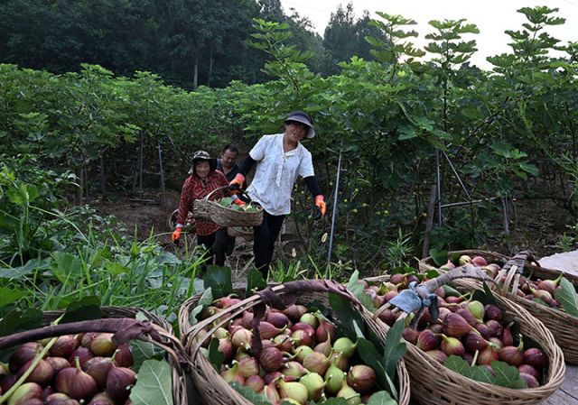 圖2  果農(nóng)轉(zhuǎn)運無花果。.jpg