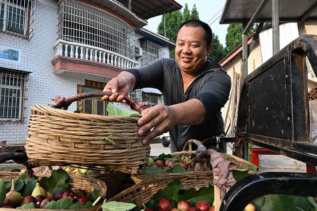 圖3  果農(nóng)正在裝車轉(zhuǎn)運無花果。.jpg