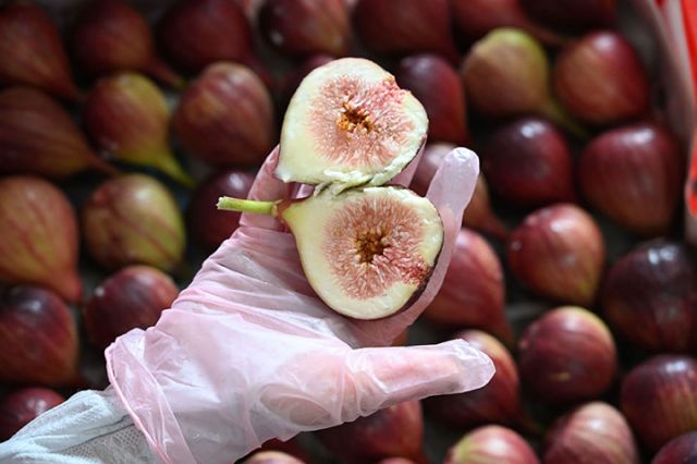 圖4  無花果喜獲豐收。.jpg