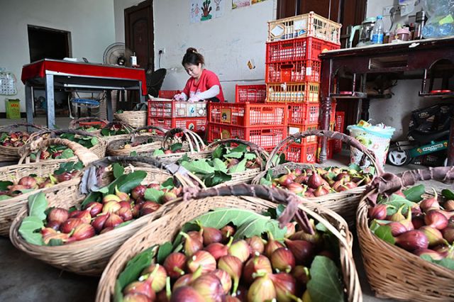 圖5  果農(nóng)正在分揀、裝箱，準備外運銷售。.jpg