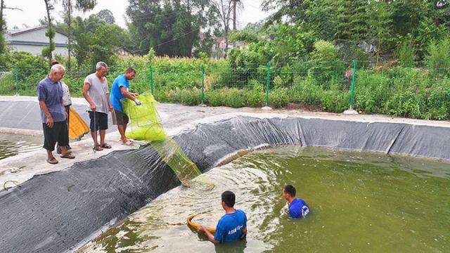 圖1  熱火朝天的捕蝦場景。潘政吉  攝.jpg
