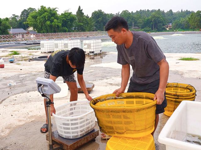 圖3  周興代（右）正將南美白對蝦過秤。袁芳 攝.jpg