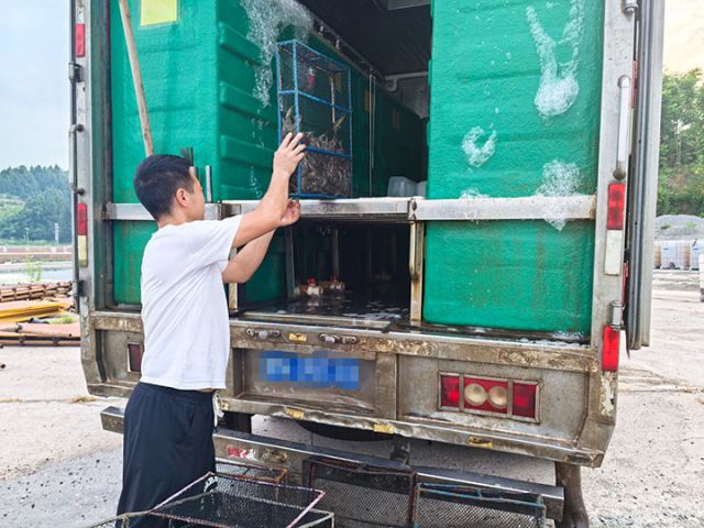 圖4  即將冷鏈發(fā)往成都的南美白對蝦。潘政吉  攝.jpg