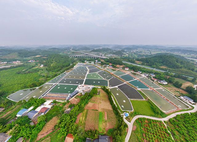 圖5  閑置魚塘蛻變川渝“藍(lán)色糧倉”。潘政吉  攝.jpg