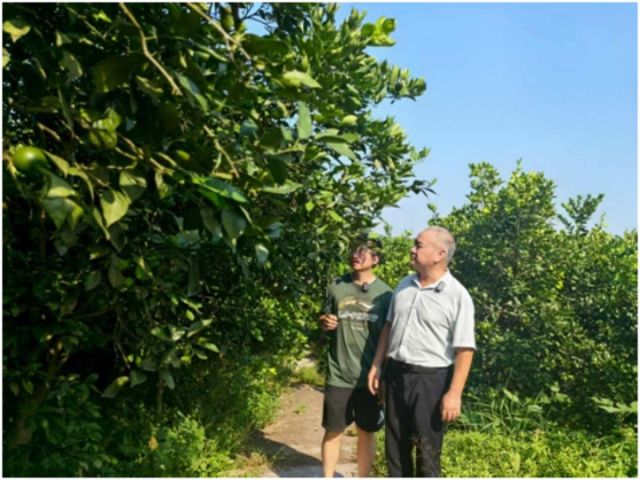 圖2  察看柑橘長(zhǎng)勢(shì).jpg