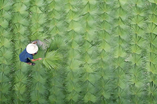 圖1  2025年8月7日，在四川省內(nèi)江市東興區(qū)郭北鎮(zhèn)放生橋村，農(nóng)民正在晾曬蒲葵葉。.jpg