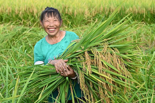 圖2  2025年8月7日，在四川省內(nèi)江市東興區(qū)郭北鎮(zhèn)景坡樓村，農(nóng)民正在收獲水稻。.jpg