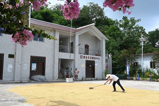 圖4  2025年8月7日，在四川省內(nèi)江市東興區(qū)郭北鎮(zhèn)天宮堂村，農(nóng)民正在晾曬稻谷和玉米。　.jpg