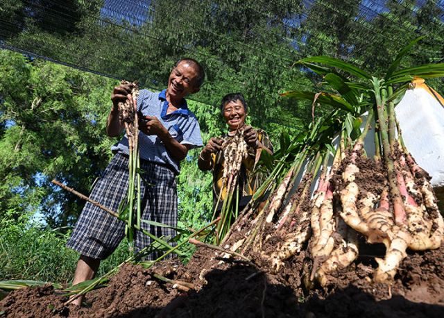 圖1  姜農(nóng)在永福鎮(zhèn)新廟子村“永福生姜”核心種植基地修剪姜禾。.jpg