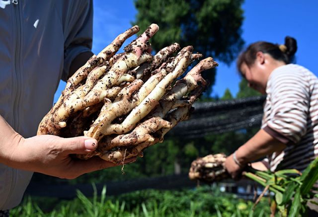圖2  8月12日，姜農(nóng)在永福鎮(zhèn)新廟子村“永福生姜”核心種植基地展示豐收的生姜。.jpg