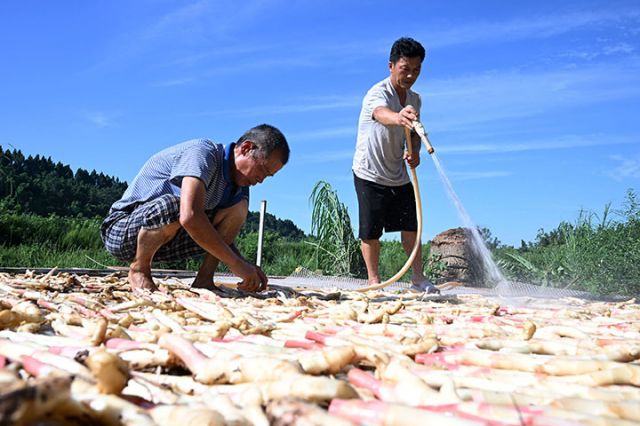 圖4  8月12日，姜農(nóng)在永福鎮(zhèn)新廟子村“永福生姜”核心種植基地沖洗生姜。.jpg