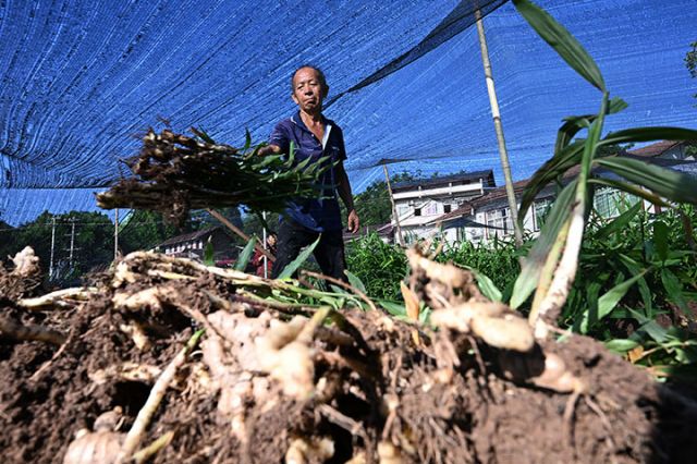 圖3 8月12日，姜農(nóng)在永福鎮(zhèn)新廟子村“永福生姜”核心種植基地采挖生姜。.jpg