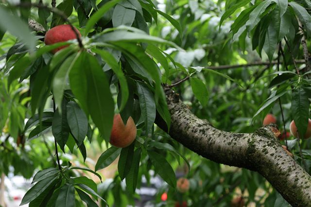 7當(dāng)?shù)鼐用裎挥诰皡^(qū)附近的桃林，可體驗(yàn)采摘樂趣.jpg
