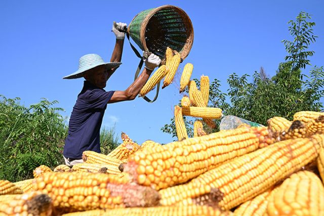 圖2  8月13日，內(nèi)江市東興區(qū)楊家鎮(zhèn)觀音井村，當?shù)剞r(nóng)民正在搶收玉米。.jpg