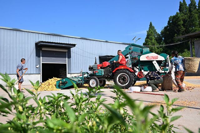 圖3  8月13日，內(nèi)江市東興區(qū)楊家鎮(zhèn)觀音井村，當?shù)剞r(nóng)民正在脫粒玉米。.jpg