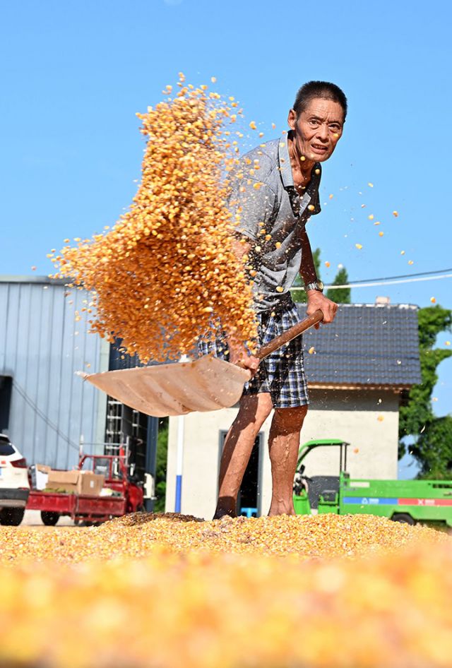 圖4  8月13日，內(nèi)江市東興區(qū)楊家鎮(zhèn)觀音井村，當?shù)剞r(nóng)民正在晾曬玉米。.jpg