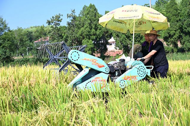 圖1  8月14日，四川省內(nèi)江市東興區(qū)雙橋鎮(zhèn)上塘坊村，當(dāng)?shù)剞r(nóng)民引進(jìn)微型收割機(jī)進(jìn)行水稻收割作業(yè)。.jpg