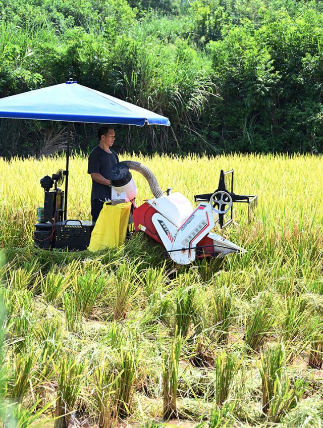 圖2  8月14日，四川省內(nèi)江市東興區(qū)雙橋鎮(zhèn)司馬村，當(dāng)?shù)剞r(nóng)民引進(jìn)微型收割機(jī)進(jìn)行水稻收割作業(yè)。.jpg