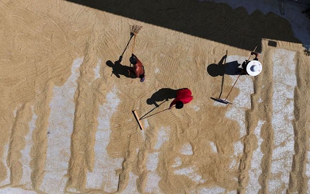 圖3  8月14日，四川省內(nèi)江市東興區(qū)雙橋鎮(zhèn)司馬村，當(dāng)?shù)剞r(nóng)民正在晾曬水稻（無人機(jī)照片）。.jpg