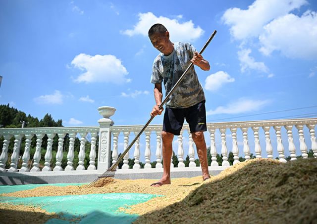 圖4  8月14日，四川省內(nèi)江市東興區(qū)雙橋鎮(zhèn)司馬村，當(dāng)?shù)剞r(nóng)民正在晾曬水稻。.jpg