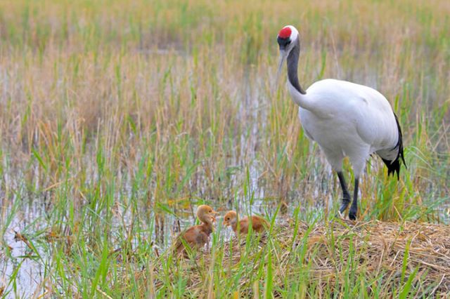 圖1  在黑龍江扎龍國家級自然保護(hù)區(qū)，兩只丹頂鶴雛鳥在親鳥的關(guān)注下活動。（王勇剛 攝）.jpg