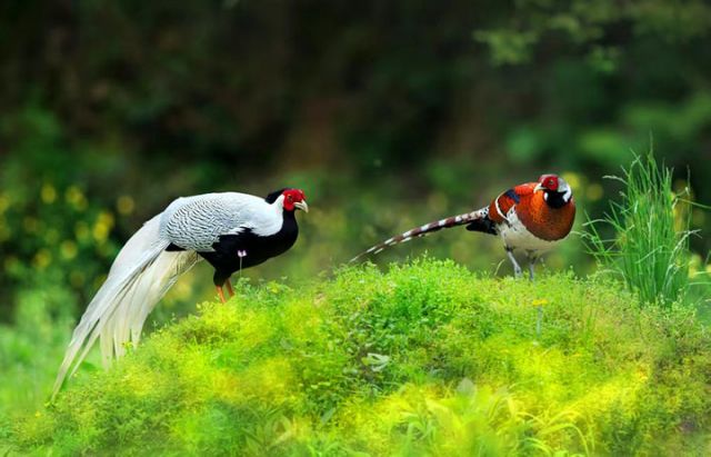圖3  在江西省武寧縣伊山自然保護(hù)區(qū)拍攝到的國家一級保護(hù)動物白頸長尾雉。（馬艷芳 攝）.jpg
