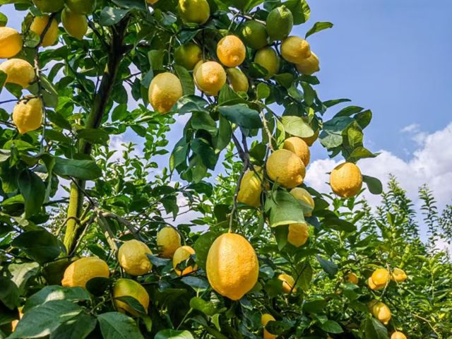 圖1  安岳檸檬。中共安岳縣委宣傳部供圖.jpg