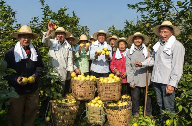 圖3  安岳石橋街道村民檸檬豐收喜悅。吳坤忠攝.jpg