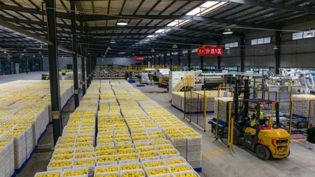 圖4 安岳檸檬在工廠內(nèi)被壘起。中共安岳縣委宣傳部供圖.jpg