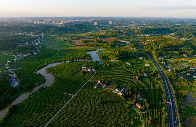 圖6  安岳思賢鎮(zhèn)檸檬產(chǎn)業(yè)示范園。中共安岳縣委宣傳部供圖.jpg
